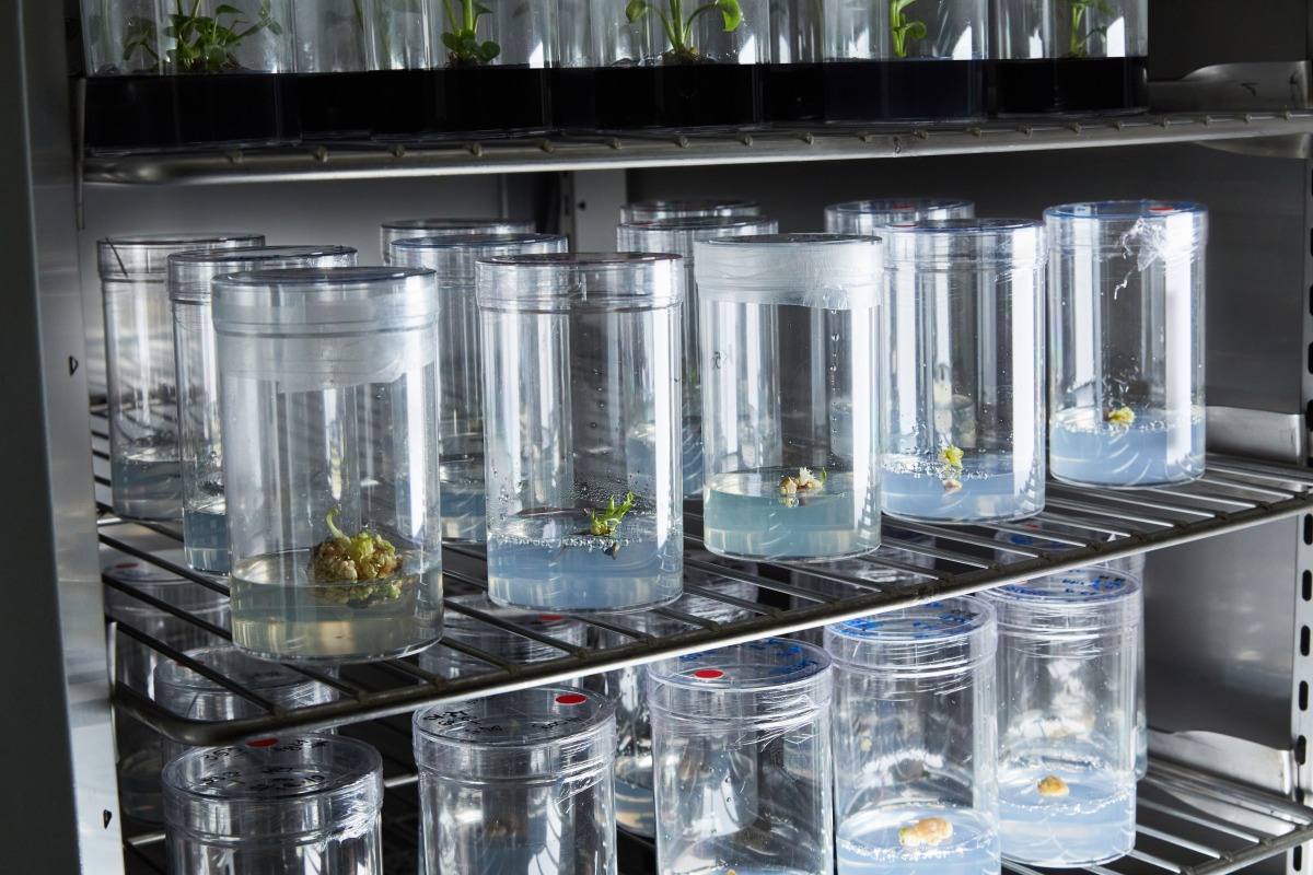 Neoplants bioengineers houseplants to use them as air purifiers • ZebethMedia