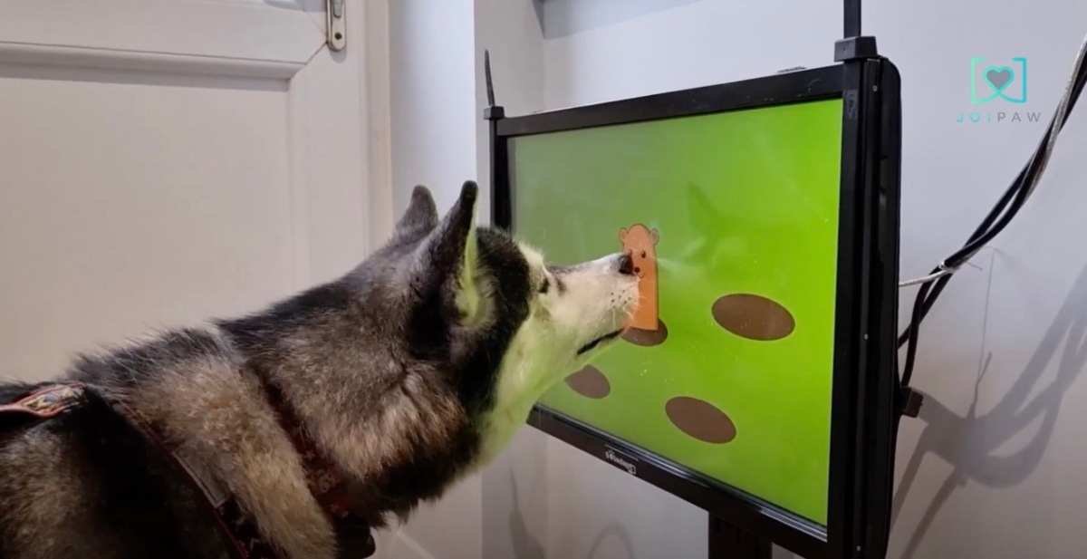 Wii? More like Woof, as video games for dogs become a thing • ZebethMedia
